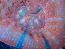 画像2: 【サンゴ】【通販】【オーストラリア産】スコリミア（War Paint)（個体販売）No.7（生体）（サンゴ） (2)