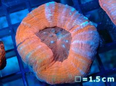 画像1: 【サンゴ】【通販】【オーストラリア産】スコリミア（Unique)（個体販売）No.1（生体）（サンゴ） (1)