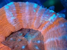 画像2: 【サンゴ】【通販】【オーストラリア産】スコリミア（Unique)（個体販売）No.1（生体）（サンゴ） (2)