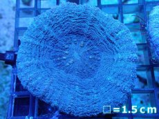 画像1: 【サンゴ】【通販】【オーストラリア産】スコリミア（Unique)（個体販売）No.2（生体）（サンゴ） (1)