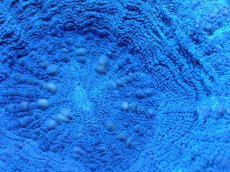 画像2: 【サンゴ】【通販】【オーストラリア産】スコリミア（Unique)（個体販売）No.2（生体）（サンゴ） (2)