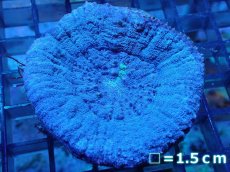 画像1: 【サンゴ】【通販】【オーストラリア産】スコリミア（Unique)（個体販売）No.3（生体）（サンゴ） (1)