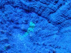 画像2: 【サンゴ】【通販】【オーストラリア産】スコリミア（Unique)（個体販売）No.3（生体）（サンゴ） (2)