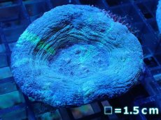 画像1: 【サンゴ】【通販】【オーストラリア産】スコリミア（Unique)（個体販売）No.4（生体）（サンゴ） (1)