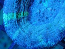 画像2: 【サンゴ】【通販】【オーストラリア産】スコリミア（Unique)（個体販売）No.4（生体）（サンゴ） (2)