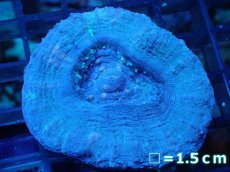 画像1: 【サンゴ】【通販】【オーストラリア産】スコリミア（Unique)（個体販売）No.5（生体）（サンゴ） (1)