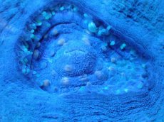 画像2: 【サンゴ】【通販】【オーストラリア産】スコリミア（Unique)（個体販売）No.5（生体）（サンゴ） (2)