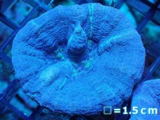 画像1: 【サンゴ】【通販】【オーストラリア産】スコリミア（Unique)（個体販売）No.6（生体）（サンゴ） (1)