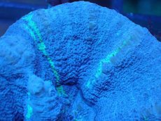 画像2: 【サンゴ】【通販】【オーストラリア産】スコリミア（Unique)（個体販売）No.6（生体）（サンゴ） (2)