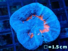 画像1: 【サンゴ】【通販】【オーストラリア産】スコリミア（Unique)（個体販売）No.7（生体）（サンゴ） (1)