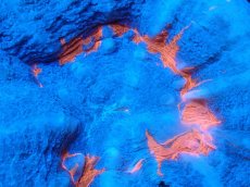 画像2: 【サンゴ】【通販】【オーストラリア産】スコリミア（Unique)（個体販売）No.7（生体）（サンゴ） (2)