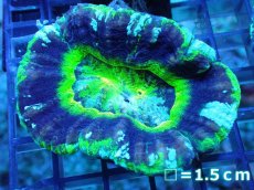 画像1: 【サンゴ】【通販】【オーストラリア産】スコリミア（UFO)（個体販売）No.1（生体）（サンゴ） (1)