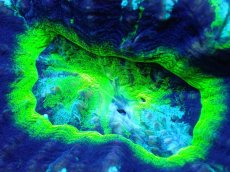 画像2: 【サンゴ】【通販】【オーストラリア産】スコリミア（UFO)（個体販売）No.1（生体）（サンゴ） (2)