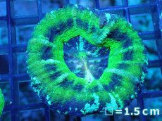 画像1: 【サンゴ】【通販】【オーストラリア産】スコリミア（UFO)（個体販売）No.2（生体）（サンゴ） (1)