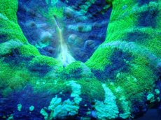 画像2: 【サンゴ】【通販】【オーストラリア産】スコリミア（UFO)（個体販売）No.2（生体）（サンゴ） (2)