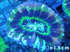 画像1: 【サンゴ】【通販】【オーストラリア産】スコリミア（UFO)（個体販売）No.3（生体）（サンゴ） (1)