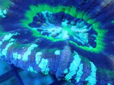 画像2: 【サンゴ】【通販】【オーストラリア産】スコリミア（UFO)（個体販売）No.3（生体）（サンゴ） (2)