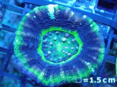 画像1: 【サンゴ】【通販】【オーストラリア産】スコリミア（UFO)（個体販売）No.4（生体）（サンゴ） (1)