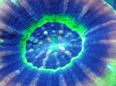 画像2: 【サンゴ】【通販】【オーストラリア産】スコリミア（UFO)（個体販売）No.5（生体）（サンゴ） (2)