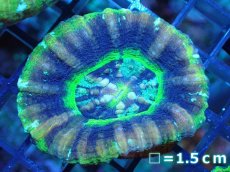 画像1: 【サンゴ】【通販】【オーストラリア産】スコリミア（UFO)（個体販売）No.6（生体）（サンゴ） (1)