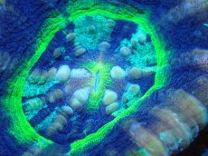 画像2: 【サンゴ】【通販】【オーストラリア産】スコリミア（UFO)（個体販売）No.6（生体）（サンゴ） (2)