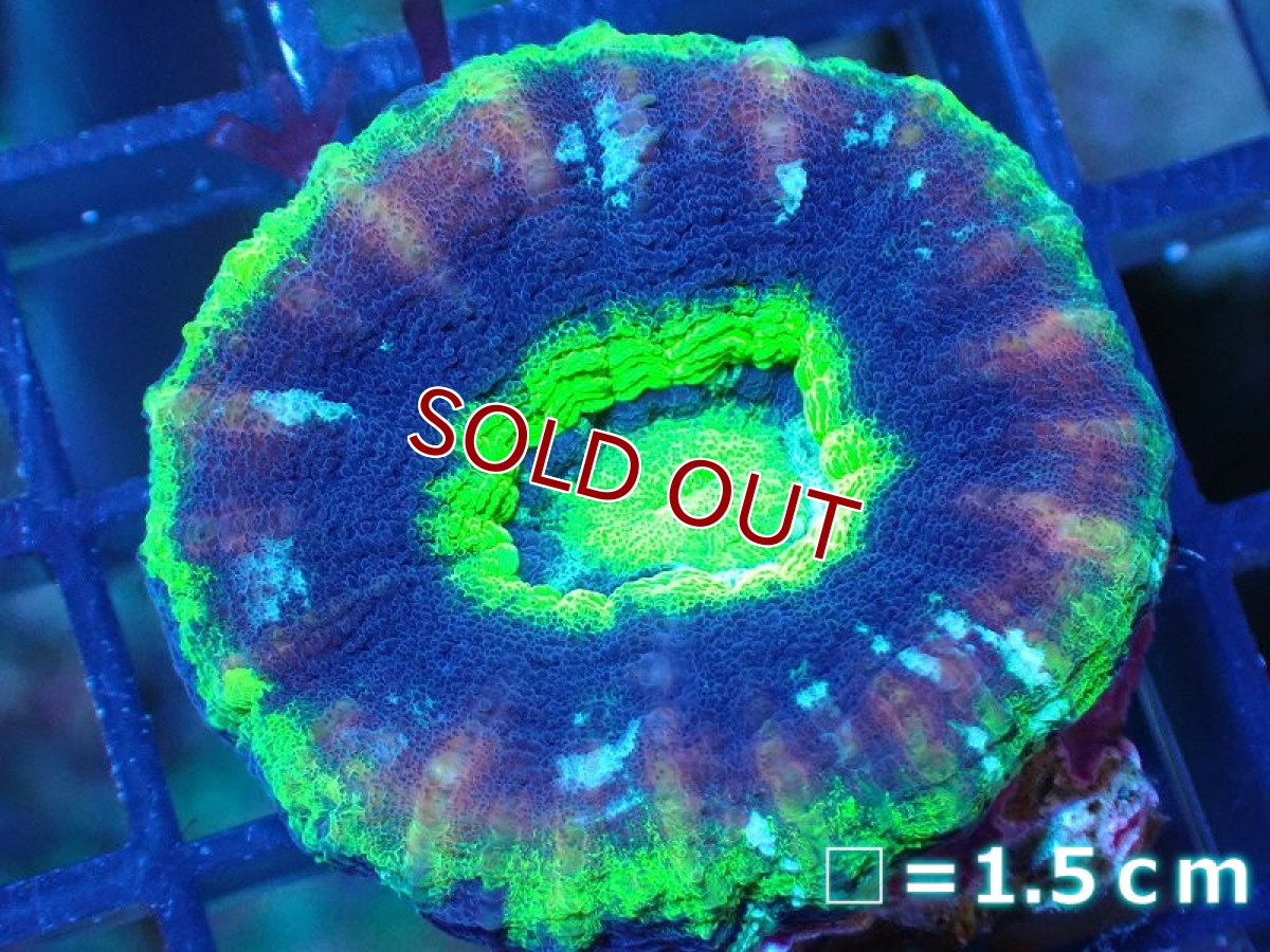 画像1: 【サンゴ】【通販】【オーストラリア産】スコリミア（UFO)（個体販売）No.7（生体）（サンゴ） (1)