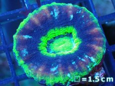 画像1: 【サンゴ】【通販】【オーストラリア産】スコリミア（UFO)（個体販売）No.7（生体）（サンゴ） (1)