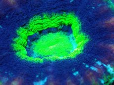 画像2: 【サンゴ】【通販】【オーストラリア産】スコリミア（UFO)（個体販売）No.7（生体）（サンゴ） (2)