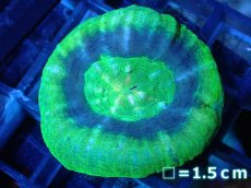 画像1: 【サンゴ】【通販】【オーストラリア産】スコリミア（UFO)（個体販売）No.8（生体）（サンゴ） (1)