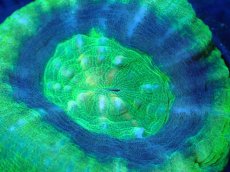 画像2: 【サンゴ】【通販】【オーストラリア産】スコリミア（UFO)（個体販売）No.8（生体）（サンゴ） (2)