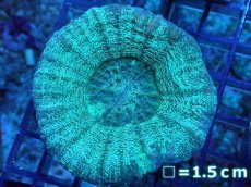 画像1: 【サンゴ】【通販】【オーストラリア産】スコリミア（Unique)（個体販売）No.1（生体）（サンゴ） (1)