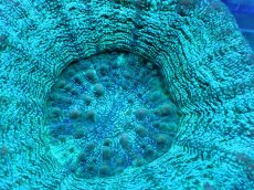 画像2: 【サンゴ】【通販】【オーストラリア産】スコリミア（Unique)（個体販売）No.1（生体）（サンゴ） (2)