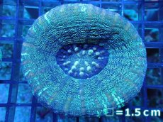 画像1: 【サンゴ】【通販】【オーストラリア産】スコリミア（Unique)（個体販売）No.2（生体）（サンゴ） (1)