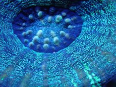 画像2: 【サンゴ】【通販】【オーストラリア産】スコリミア（Unique)（個体販売）No.2（生体）（サンゴ） (2)