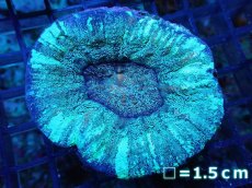 画像1: 【サンゴ】【通販】【オーストラリア産】スコリミア（Unique)（個体販売）No.3（生体）（サンゴ） (1)