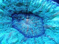 画像2: 【サンゴ】【通販】【オーストラリア産】スコリミア（Unique)（個体販売）No.3（生体）（サンゴ） (2)