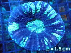 画像1: 【サンゴ】【通販】【オーストラリア産】スコリミア（Unique)（個体販売）No.4（生体）（サンゴ） (1)