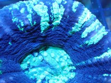 画像2: 【サンゴ】【通販】【オーストラリア産】スコリミア（Unique)（個体販売）No.4（生体）（サンゴ） (2)