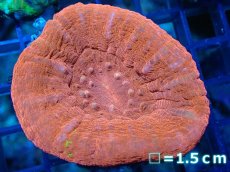 画像1: 【サンゴ】【通販】【オーストラリア産】スコリミア（RED)（個体販売）（生体）（サンゴ） (1)