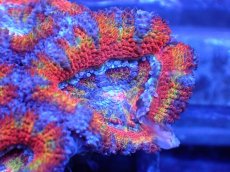 画像1: 【サンゴ】【通販】【オーストラリア産】カクオオトゲキクメイシ（Ultra Grade)（個体販売）No.1（生体）（サンゴ） (1)