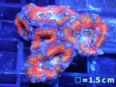 画像2: 【サンゴ】【通販】【オーストラリア産】カクオオトゲキクメイシ（Ultra Grade)（個体販売）No.1（生体）（サンゴ） (2)