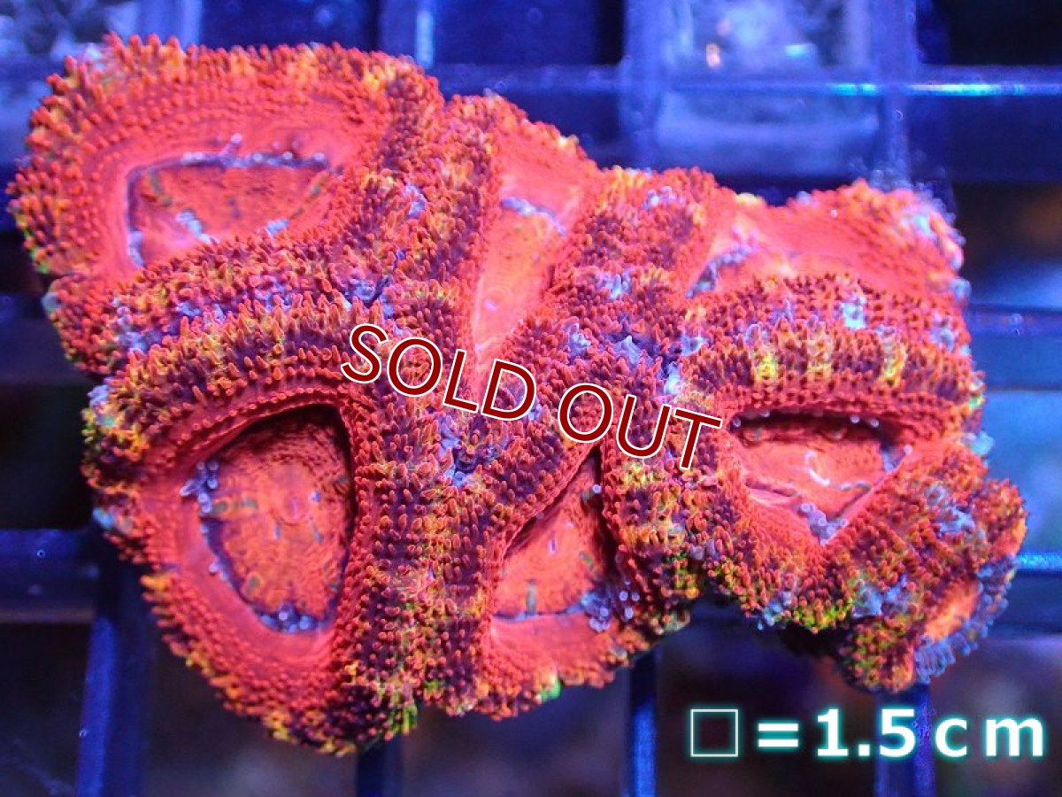 画像2: 【サンゴ】【通販】【オーストラリア産】カクオオトゲキクメイシ（Ultra Grade)（個体販売）No.2（生体）（サンゴ） (2)