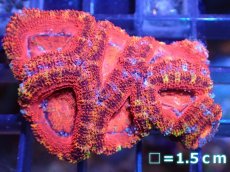 画像2: 【サンゴ】【通販】【オーストラリア産】カクオオトゲキクメイシ（Ultra Grade)（個体販売）No.2（生体）（サンゴ） (2)