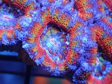 画像1: 【サンゴ】【通販】【オーストラリア産】カクオオトゲキクメイシ（Ultra Grade)（個体販売）No.3（生体）（サンゴ） (1)