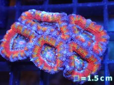 画像2: 【サンゴ】【通販】【オーストラリア産】カクオオトゲキクメイシ（Ultra Grade)（個体販売）No.3（生体）（サンゴ） (2)