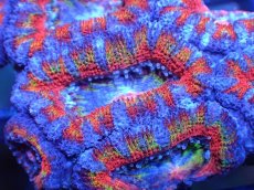 画像1: 【サンゴ】【通販】【オーストラリア産】カクオオトゲキクメイシ（Ultra Grade)（個体販売）No.4（生体）（サンゴ） (1)