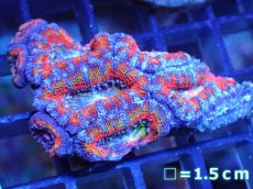 画像2: 【サンゴ】【通販】【オーストラリア産】カクオオトゲキクメイシ（Ultra Grade)（個体販売）No.4（生体）（サンゴ） (2)