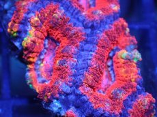 画像1: 【サンゴ】【通販】【オーストラリア産】カクオオトゲキクメイシ（Ultra Grade)（個体販売）No.5（生体）（サンゴ） (1)