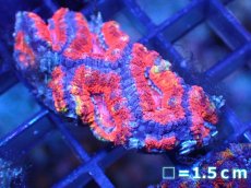 画像2: 【サンゴ】【通販】【オーストラリア産】カクオオトゲキクメイシ（Ultra Grade)（個体販売）No.5（生体）（サンゴ） (2)