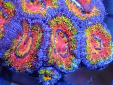 画像1: 【サンゴ】【通販】【オーストラリア産】カクオオトゲキクメイシ（Ultra Grade)（個体販売）No.6（生体）（サンゴ） (1)